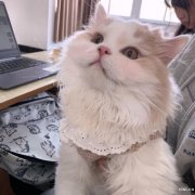 慈溪会计培训班哪里专业_会计完整性原则